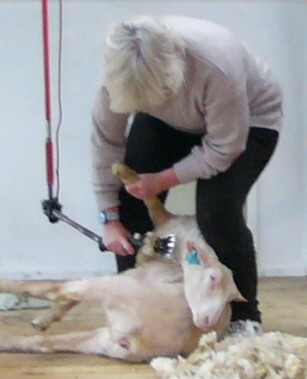 sheeppic